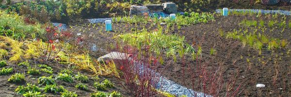 Gravel wetland plantings
